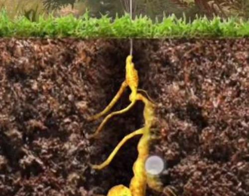 夺笋高手长白山金色人参彩蛋有哪些 夺笋高手长白山金色人参彩蛋触发方法介绍