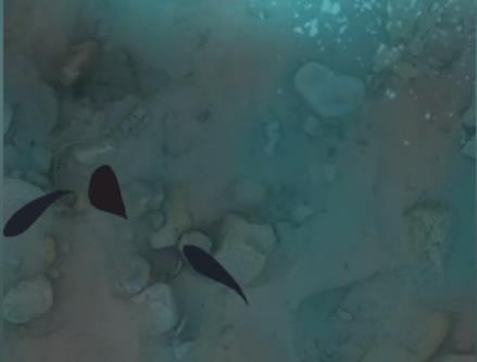 夺笋高手无价之宝巨型阿魏怎么获得 夺笋高手无价之宝巨型阿魏获得方法介绍