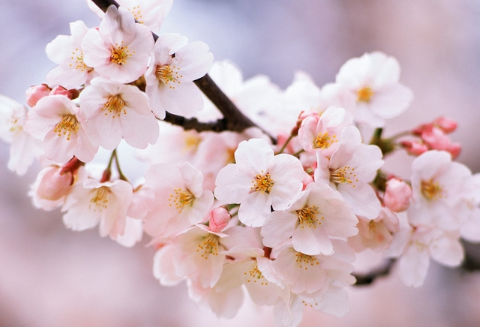 抖音x桑，家乡的樱花开了是什么梗