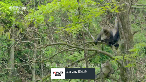 我的电视tv版截图3