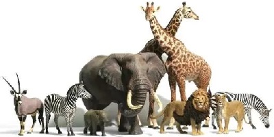 动物模拟游戏大全