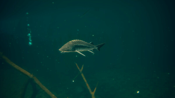 终极钓鱼模拟2截图4