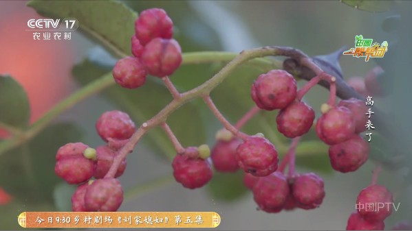 云光TV电视直播版