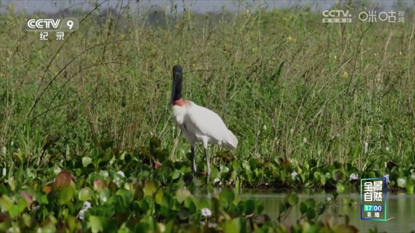 胡来新tv电视版
