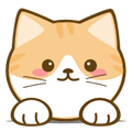 橘猫4k