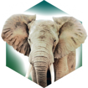 方舟动物园手机版