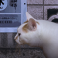 翌日猫之怪奇谭