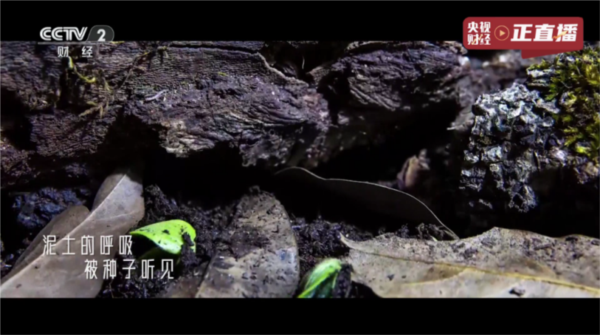 榴芒电视直播live截图2