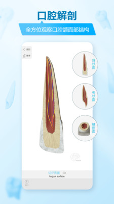 维萨里3d解剖截图3