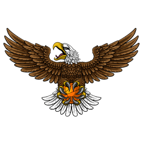 飞鹰TV直播电视