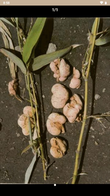 中草药宝典大全软件