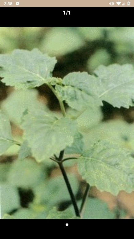 中草药宝典官方版app截图5