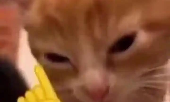 punigo小猫围棋截图2