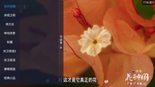 涛涛TV电视直播